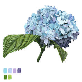 Brighton Blooms I by Naomi Mccavitt