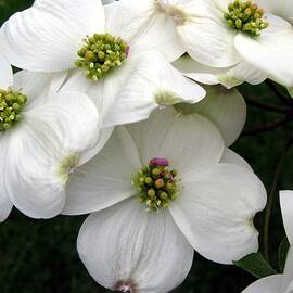 Dogwood Branch by Carol Sweetwood