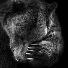 Portrait of Bear in black and white by Lukas Holas