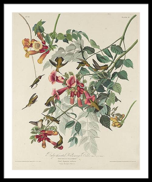 Ruby-throated Hummingbird #1 Framed Print