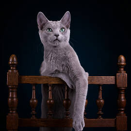 Sacha by Lidia Vanhamme