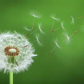 Dandelion Blowing by Bess Hamiti