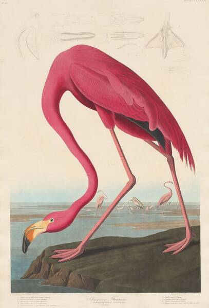 Wall Art - Drawing - American Flamingo #5 by Dreyer Wildlife Print Collections