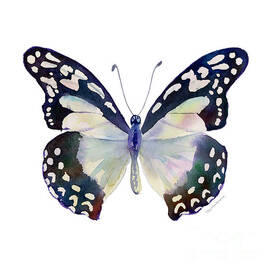 90 Angola White Lady Butterfly by Amy Kirkpatrick
