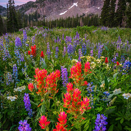 Albion Blush by Ryan Smith