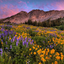 Albion Wild by Ryan Smith