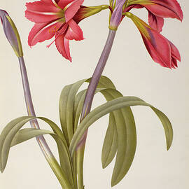 Amaryllis Brasiliensis by Pierre Redoute