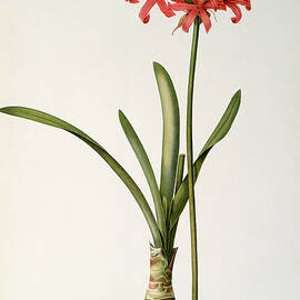 Amaryllis Curvifolia by Pierre Redoute