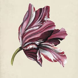 Antique Tulip Study Iii by Naomi Mccavitt