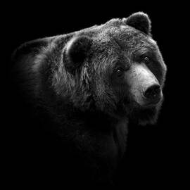 Portrait of Bear in black and white by Lukas Holas