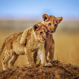 Brothers For Life by Jeffrey C. Sink