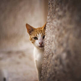 Chat De Santorin 1 by Lidia Vanhamme