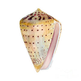 Conus Leopardus Shell by Amy Kirkpatrick