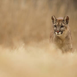 Cougar by Milan Zygmunt