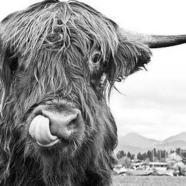Cute Highland Cow Black White #1 #wall #art  by Anitas and Bellas Art