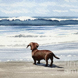 Dachshund at the Beach by David Rogers