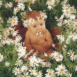 Daisies by Anne Geddes