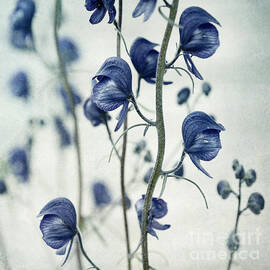 deadly beauty by Priska Wettstein