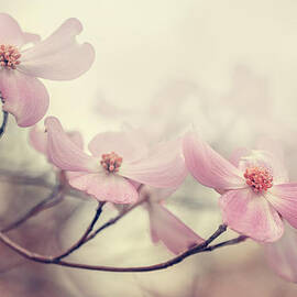 Dogwood by Magda Bognar