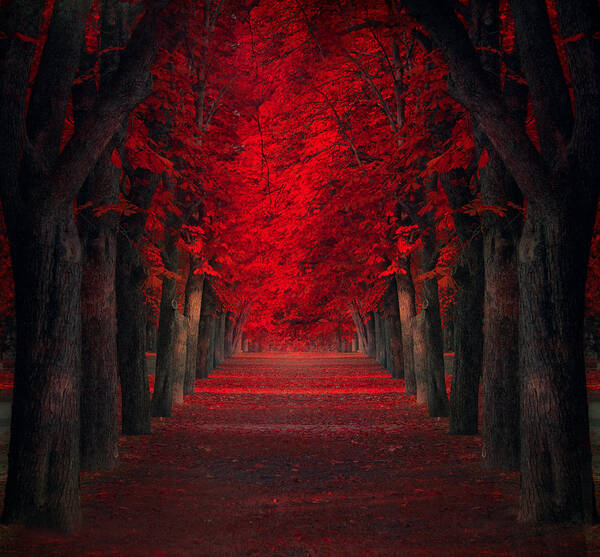 Wall Art - Photograph - Endless Passion by Ildiko Neer
