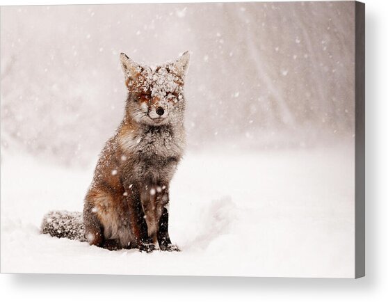 Fairytale Fox _ Red Fox In A Snow Storm Acrylic Print