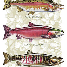 Five Salmon Species  by JQ Licensing