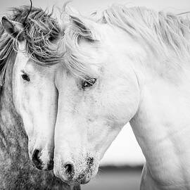 Friends V by Tim Booth