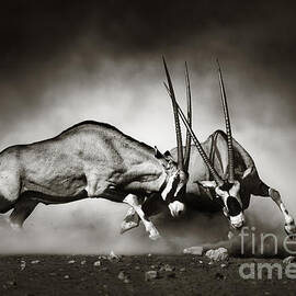 Gemsbok fight by Johan Swanepoel