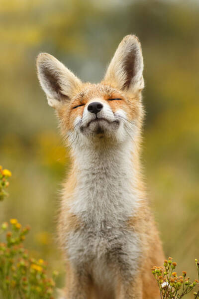Wall Art - Photograph - Happy Fox by Roeselien Raimond