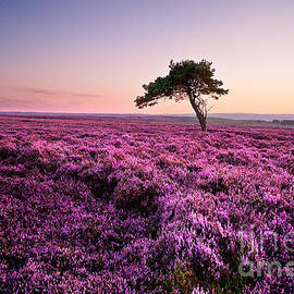 Heather at Sunset by Janet Burdon
