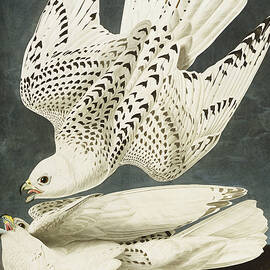 Iceland Or Jer Falcon by John James Audubon