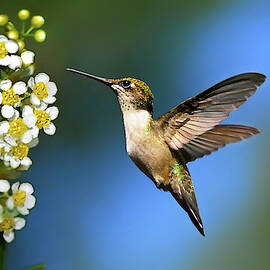 Just Looking by Christina Rollo