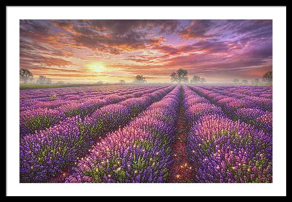 Lavender Field Framed Print