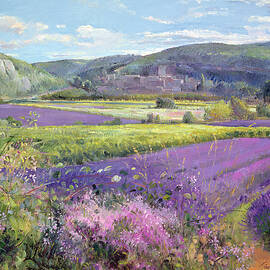 Lavender Fields in Old Provence by Timothy Easton