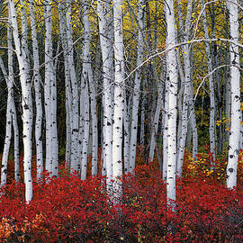 Light in Forest Collectors Autumn Aspen by Leland D Howard