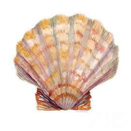 Lion's Paw Shell by Amy Kirkpatrick