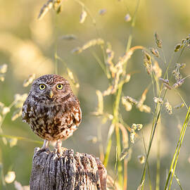 Little Owl Big World by Roeselien Raimond