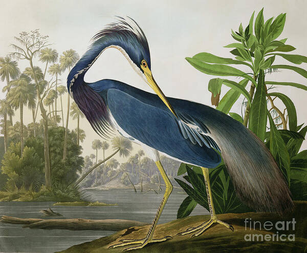 Wall Art - Painting - Louisiana Heron by John James Audubon