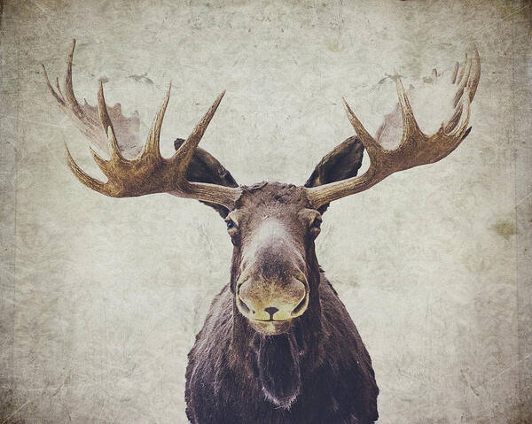 Moose Poster