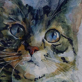 Mystery Tabby by Paul Lovering