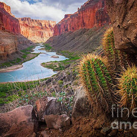 Nankoweap Cactus by Inge Johnsson