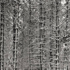Pine Forest in the Snow by Ansel Adams