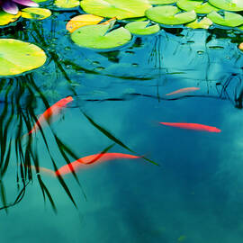 Plaisir Aquatique by Aimelle