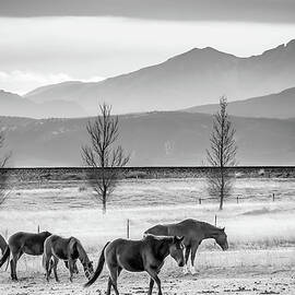 Rocky Mountain Horses - Black and White Colorado Landscape by Gregory Ballos