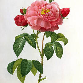Rosa Gallica Aurelianensis by Pierre Joseph Redoute