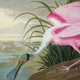 Roseate Spoonbill by John James Audubon