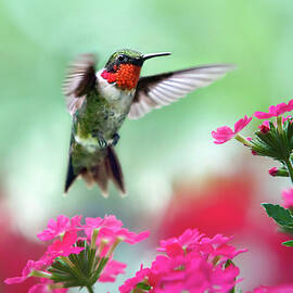 Ruby Garden Jewel by Christina Rollo
