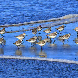 Sandpiper Symmetry by Robert Bynum