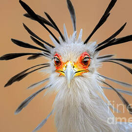 Secretary bird portrait close-up head shot by Johan Swanepoel