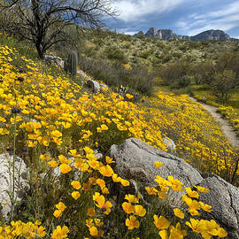Spring Wildflowers by Bryan Allen